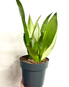 Sansevieria Moonshine