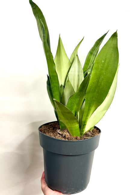 Sansevieria Moonshine