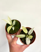 Philodendron Florida Ghost