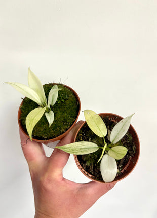 Philodendron Florida Ghost