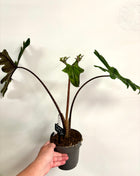 Alocasia Jacklyn