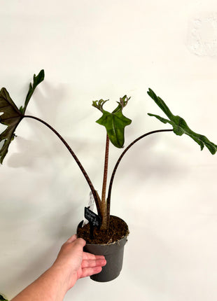 Alocasia Jacklyn
