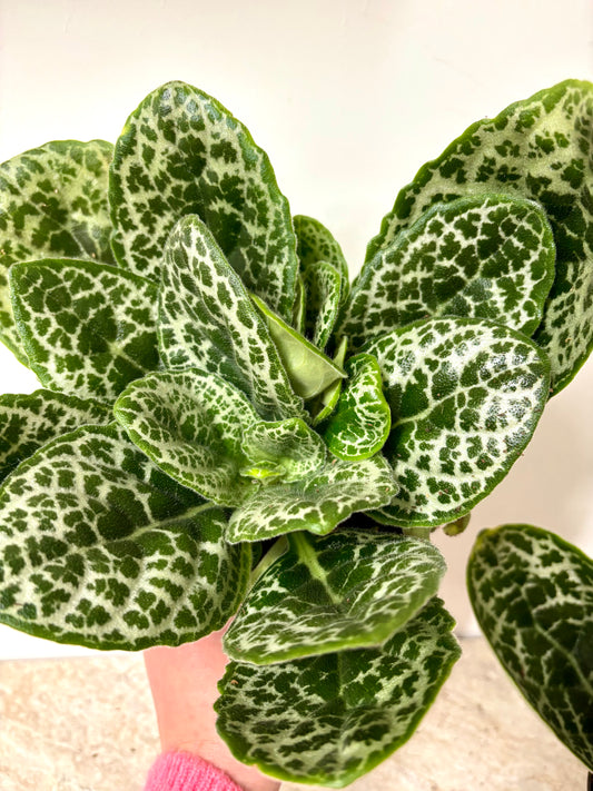 Streptocarpus Pretty Turtle
