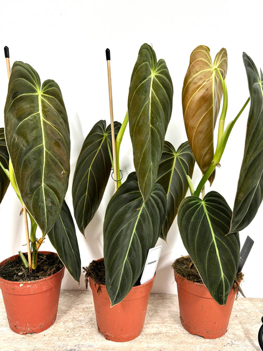 Philodendron Melanochrysum