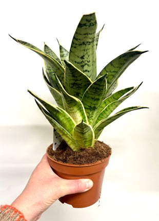 Sansevieria Hahnii