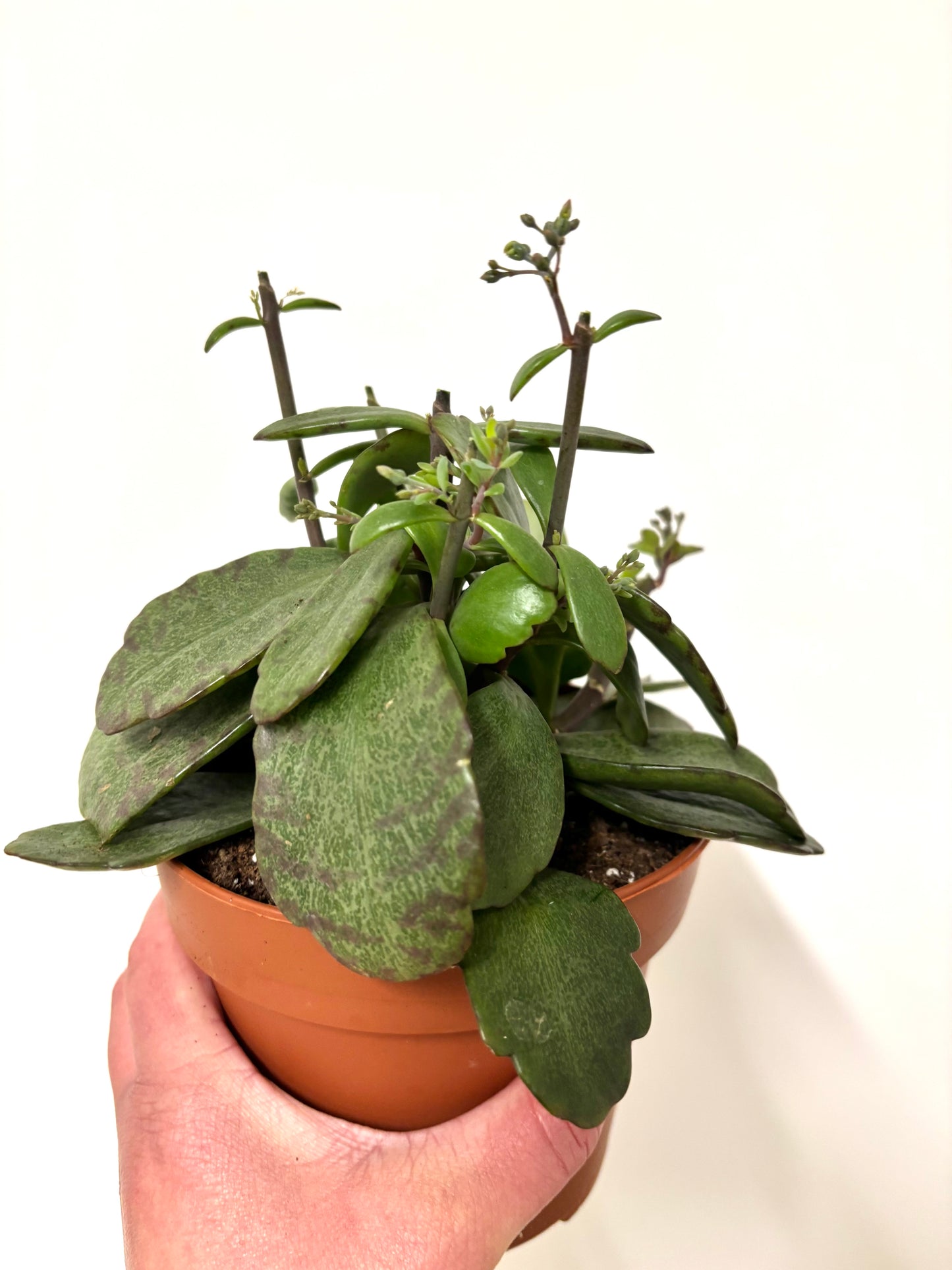 Kalanchoe Suprising Canyon
