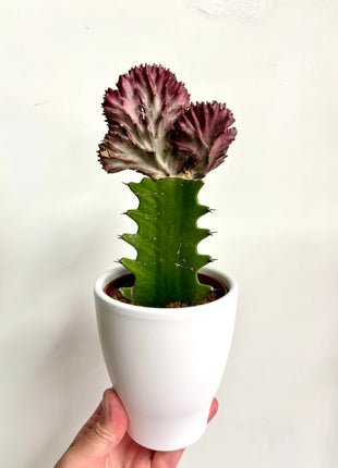Euphorbia