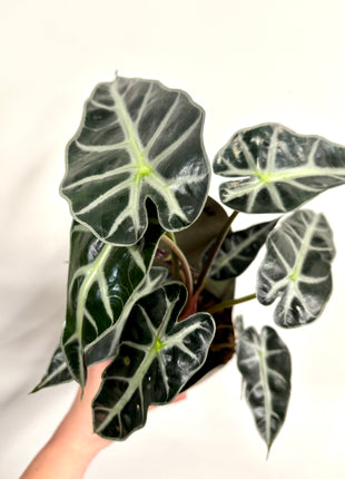Alocasia Bambino Arrow