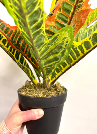 Faux Codiaeum