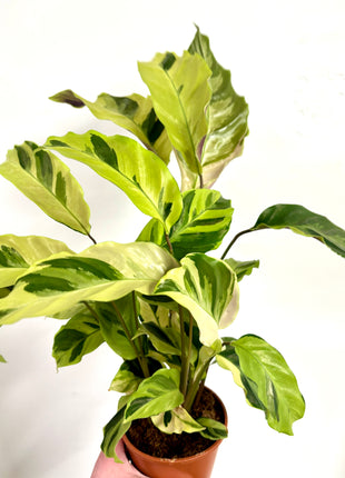 Calathea Fusion Yellow
