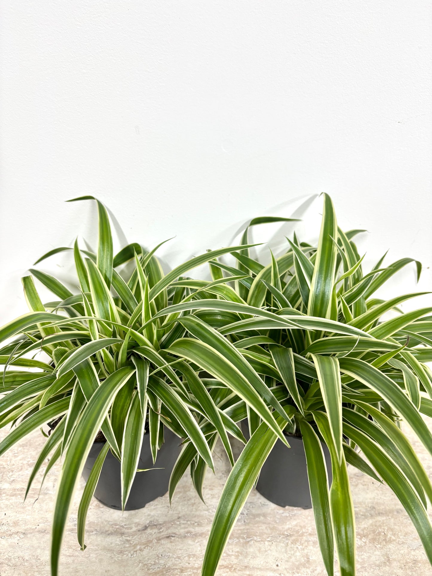 Spider Plant