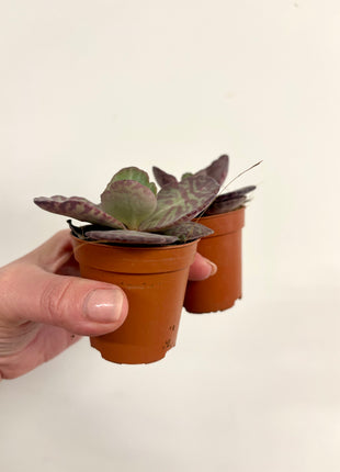 Kalanchoe Zebra
