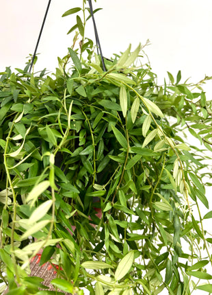 Aeschynanthus Japhrolepis