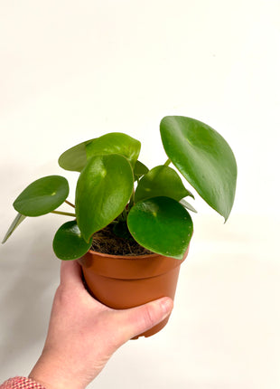 Peperomia Raindrop
