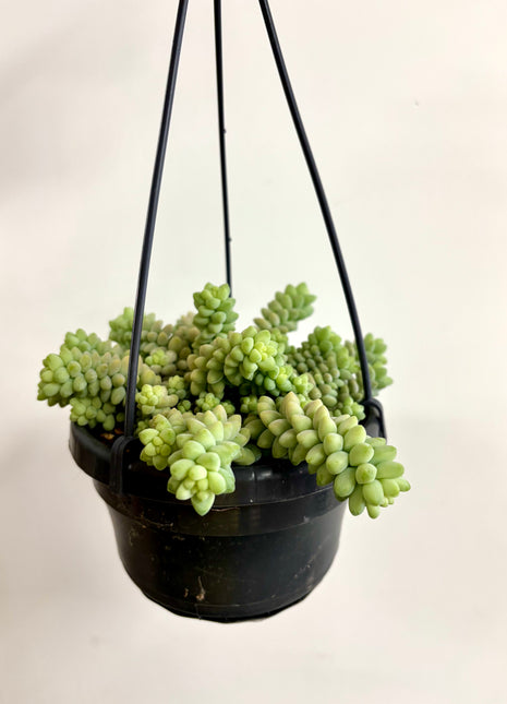 Sedum Burrito