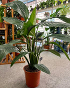 Peace lily