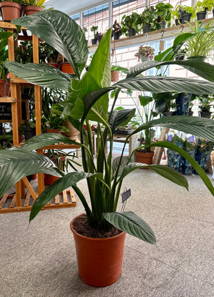 Peace lily