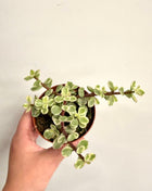 Portulacaria Afra Variegata