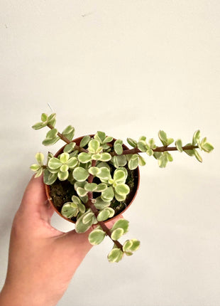 Portulacaria Afra Variegata