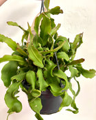 Epiphyllum Guatemalense