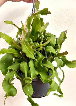 Epiphyllum Guatemalense