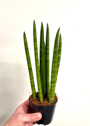 Sansevieria Mikado