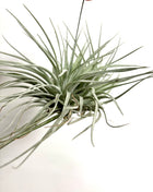 Air plant