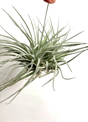 Air plant