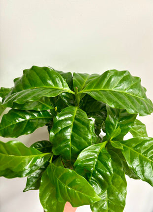 Coffea Plant