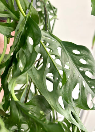 Monstera Adansonii