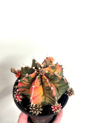 Gymno (moon) cactus
