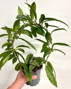 Hoya Carnosa Silverspots