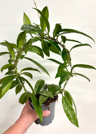 Hoya Carnosa Silverspots