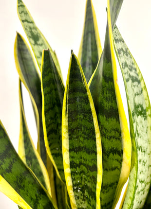 Sansevieria Laurentii
