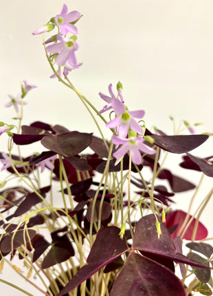 Oxalis triangular