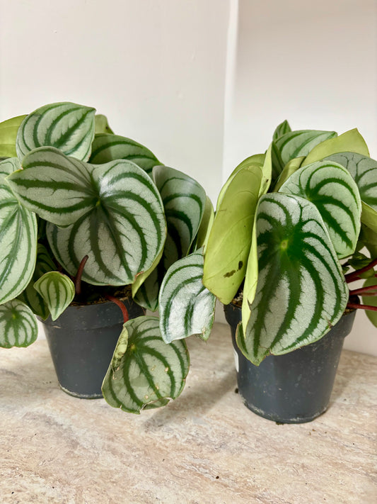 Peperomia Watermelon