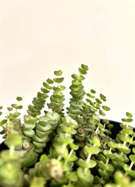 Crass Marnieriana Hottentot