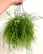 Rhipsalis in hanging pot