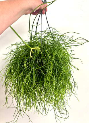 Rhipsalis in hanging pot