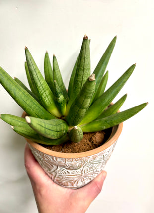 Sansevieria mixed