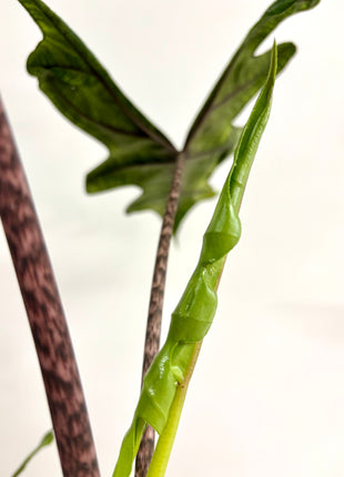 Alocasia Jacklyn