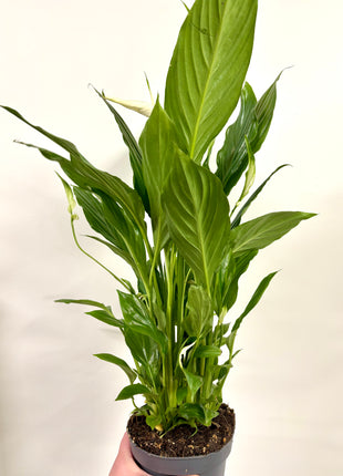 Spathiphyllum/ Peace Lily