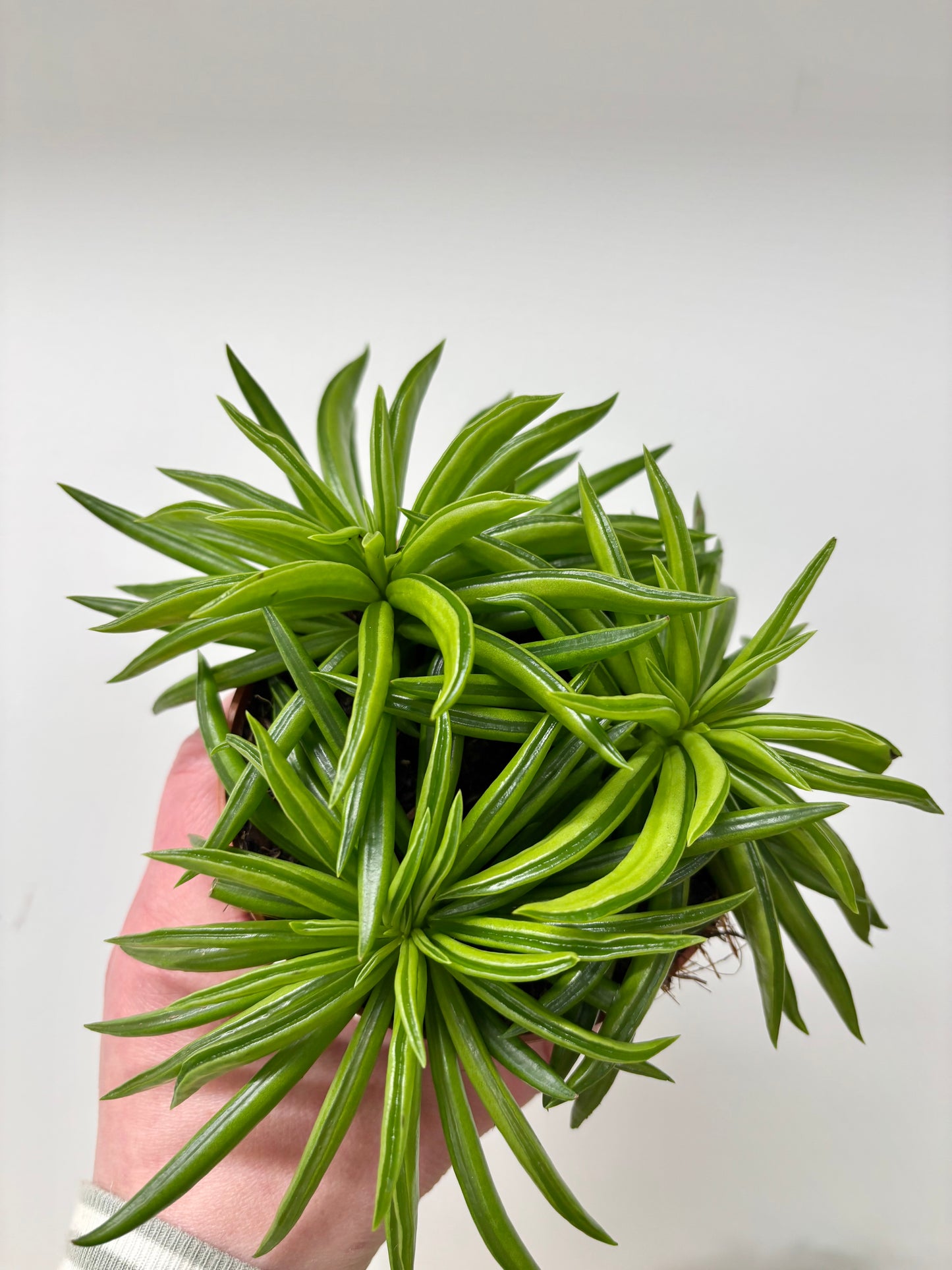 Peperomia Happy Bean