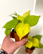 Epipremnum Neon Pothos