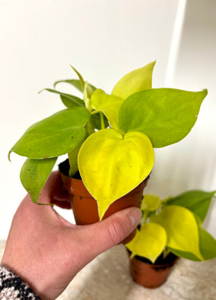 Epipremnum Neon Pothos