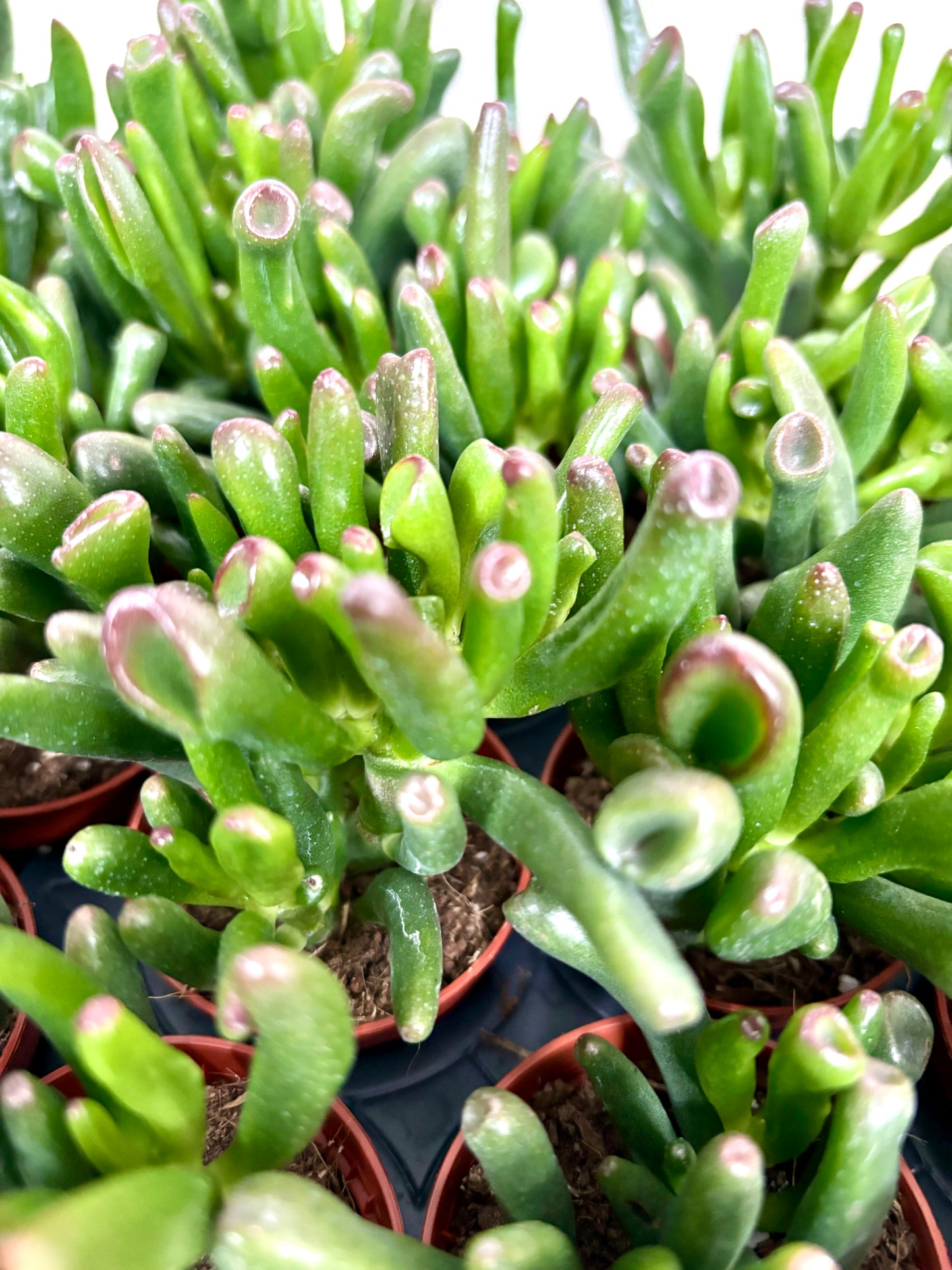 Crassula Hobbit