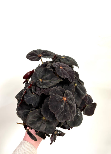 Begonia Rex Conga