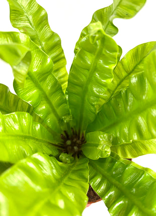 Asplenium Crispy Wave