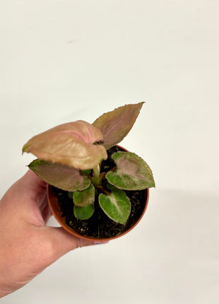 Syngonium Pink Perfection