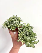 Fittonia White Forest Flame